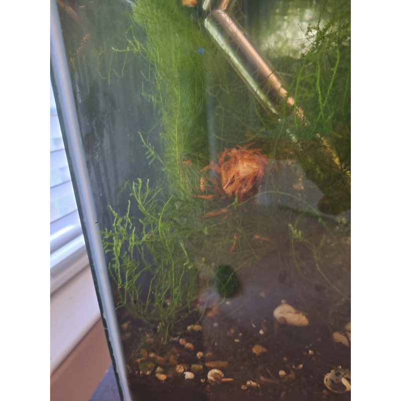 10+2 Tangerine Tiger Shrimp Shipping Included