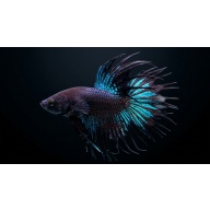Premium Male Crowntail Betta