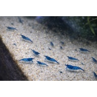 40 +  Blue Dream Shrimp - Free 2 day Shipping  FeEdex or UPS