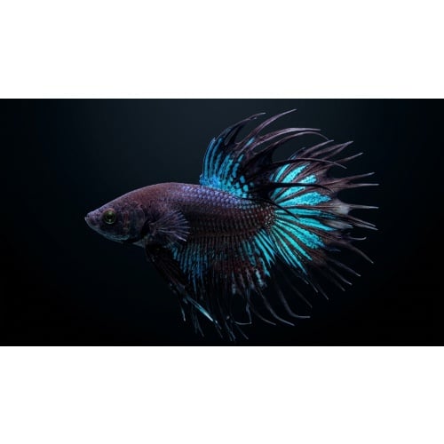 Premium Male Crowntail Betta