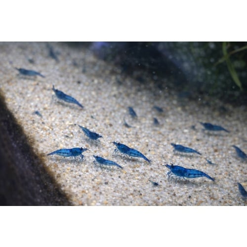 40 +  Blue Dream Shrimp - Free 2 day Shipping  FeEdex or UPS