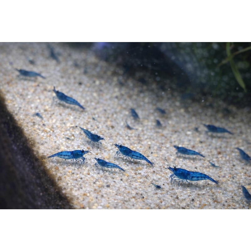 40 +  Blue Dream Shrimp - Free 2 day Shipping  FeEdex or UPS