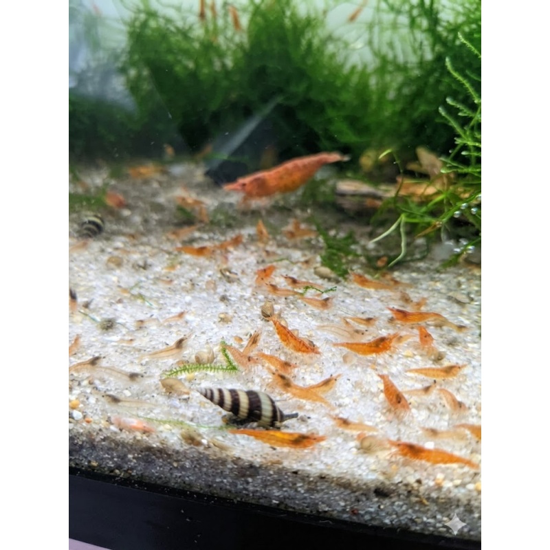 40 + Orange Sunkist Shrimp - Free 2 day Shipping FedEx or UPS