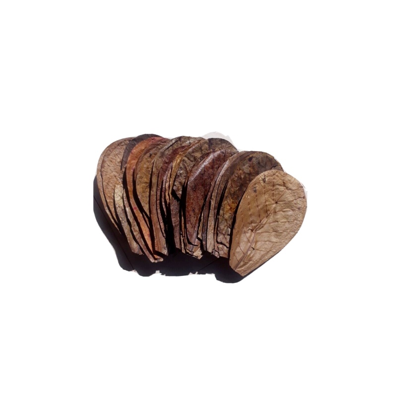 100Pcs almond leaves 5''inch grade A+ catappa indian ketapang leaf Shrimp betta fish aquarium