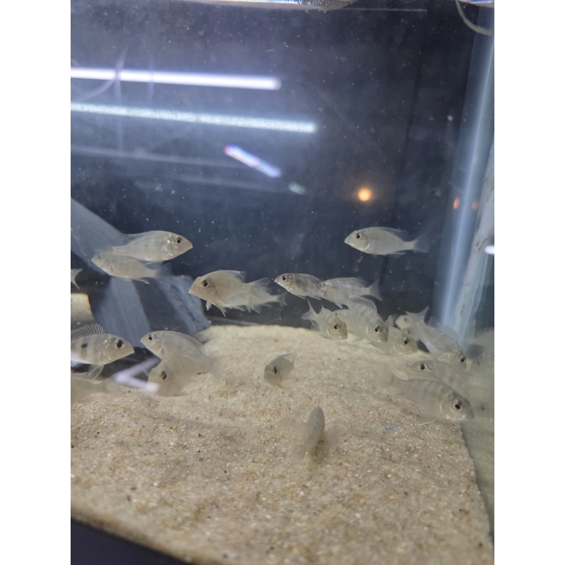 Geophagus Red Head Tapajós – Juveniles (1–1.5")