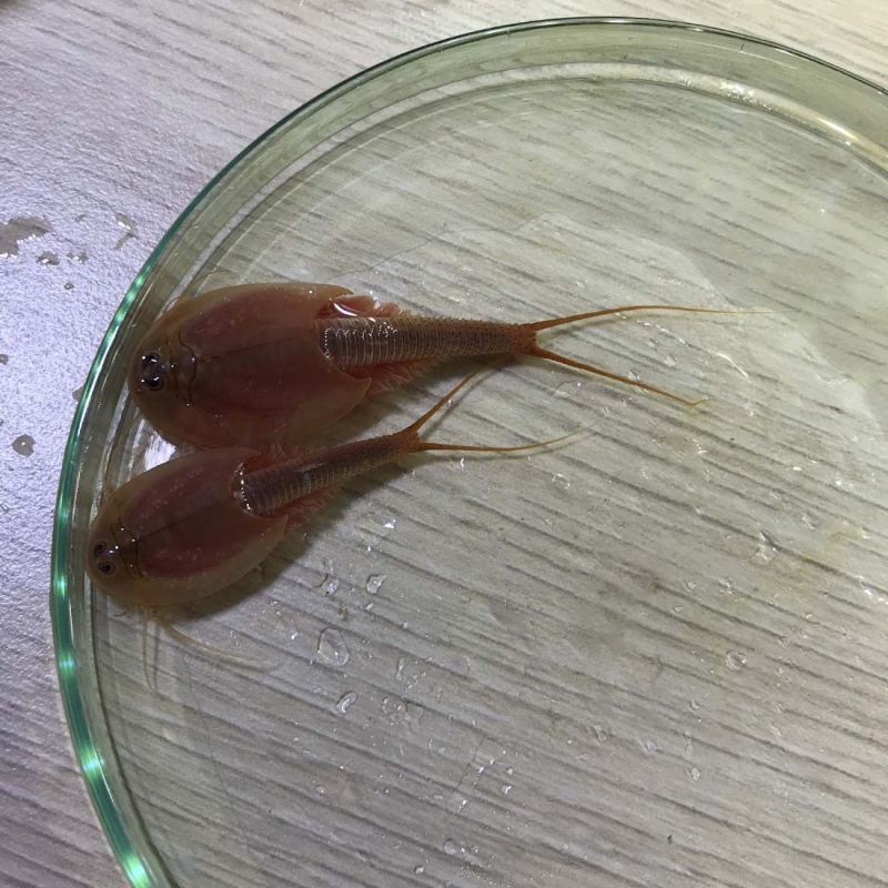 Triops Red Longicaudatus Eggs