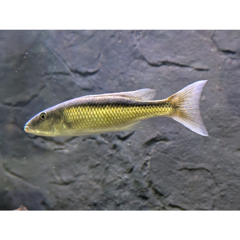 Malawi Trout Male 8"(Champsochromis caeruleus)