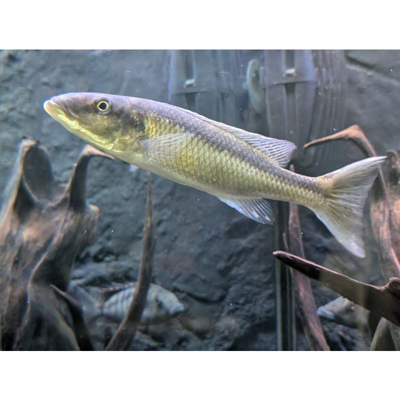 Malawi Trout Male 8"(Champsochromis caeruleus)