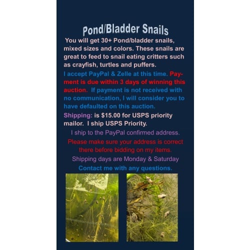 Pond Bladder Snails 30+