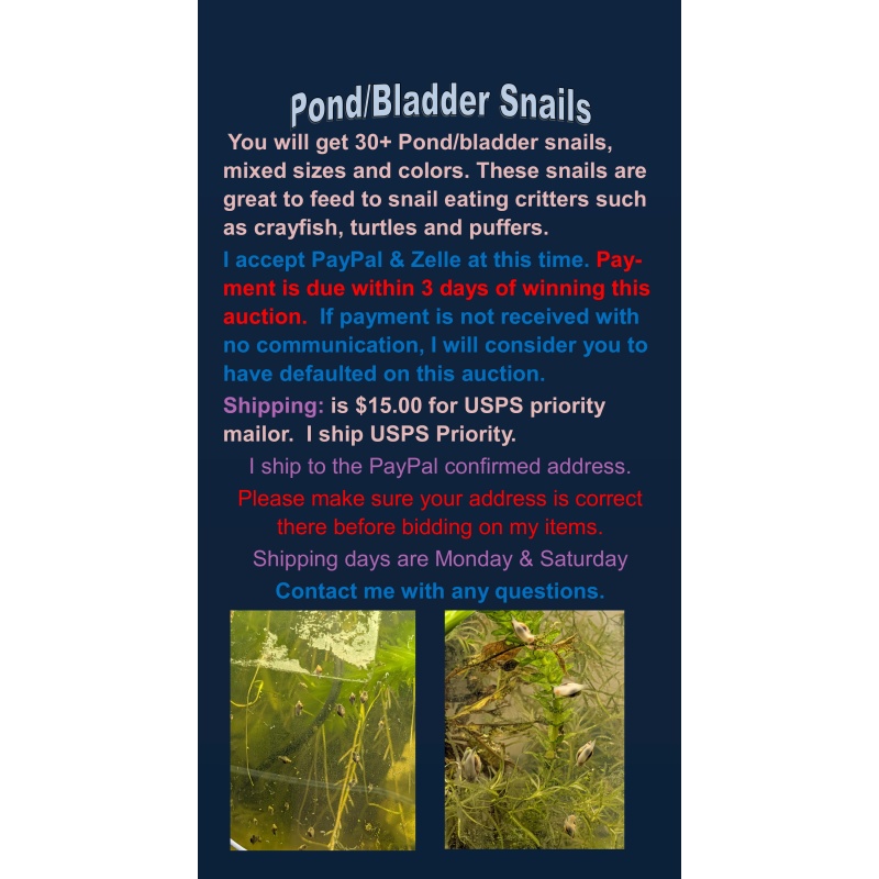 Pond Bladder Snails 30+