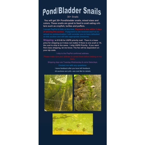 Pond/Bladder Snails