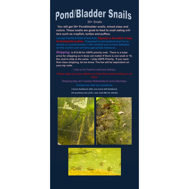 Pond/Bladder Snails