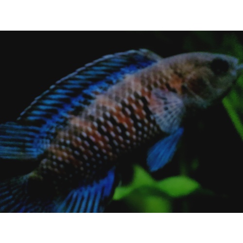 5  Blue Badis badis