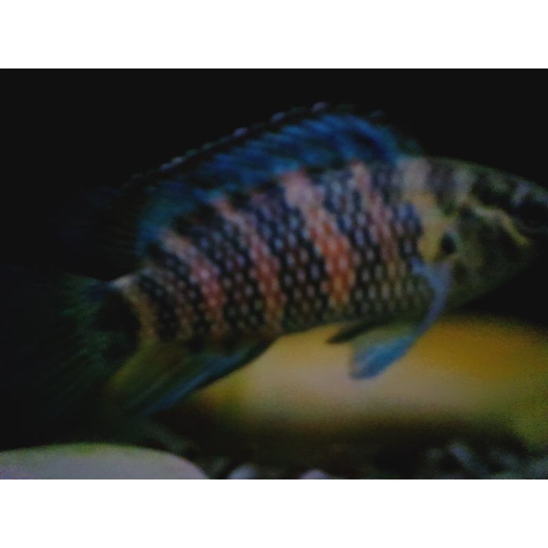 5  Blue Badis badis