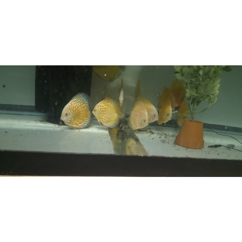 Golden rafflesia Discus