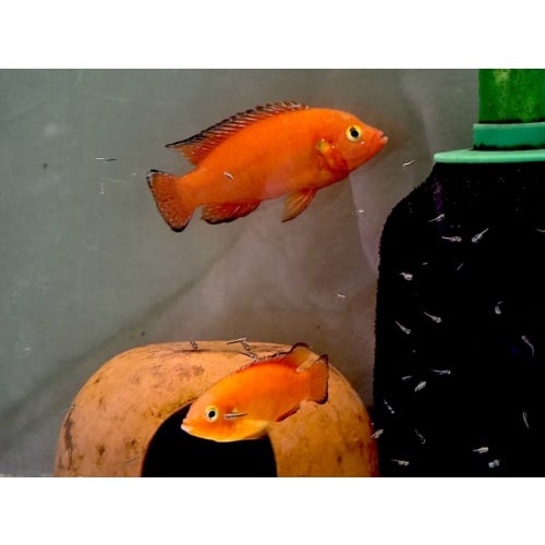 Turkana Jewel Cichlids, PROVEN PAIR!