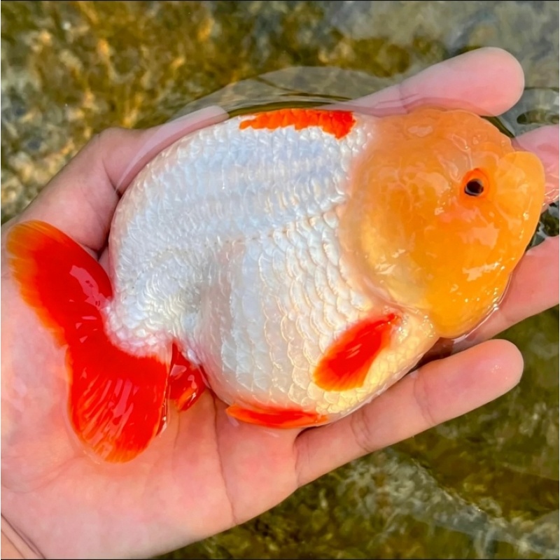 Fancy Goldfish Thai Lionchu Red & White