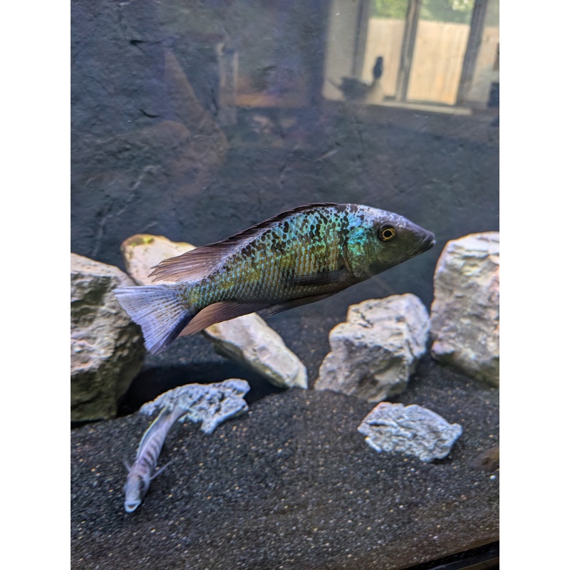 Sand Diver 12" (Rostratus)