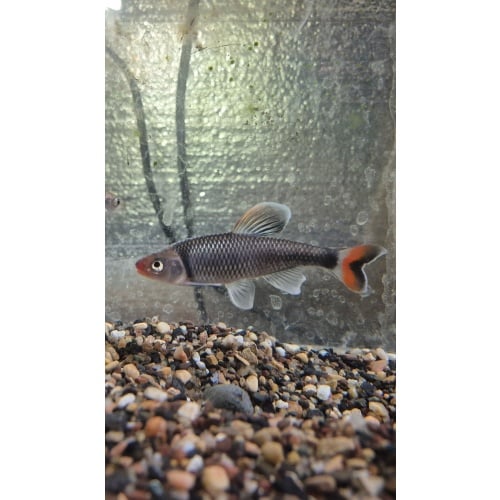 For sale are Ten Fiery Black Shiners