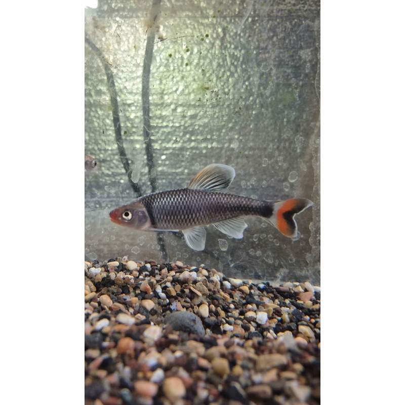10 Fieryblack Shiners for sale