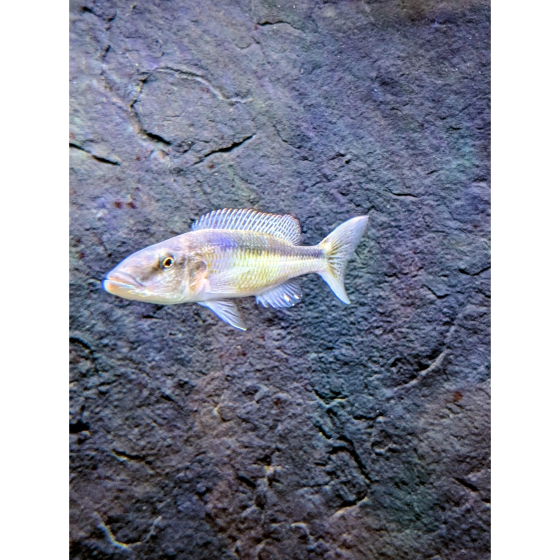 Malawi Trout Male 8"(Champsochromis caeruleus)