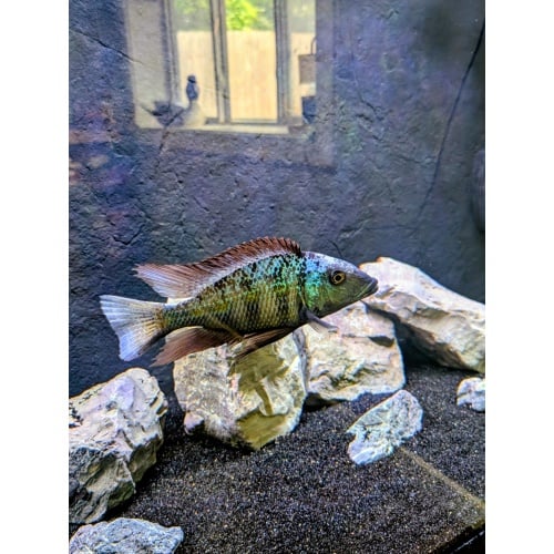 Sand Diver 12" (Rostratus)