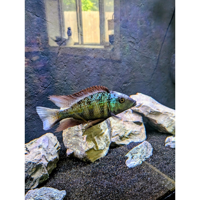 Sand Diver 12" (Rostratus)