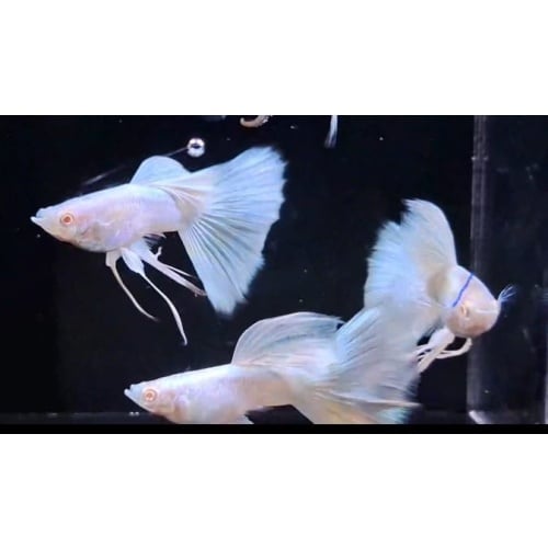 Albino Full Platinum Pair Ribbon
