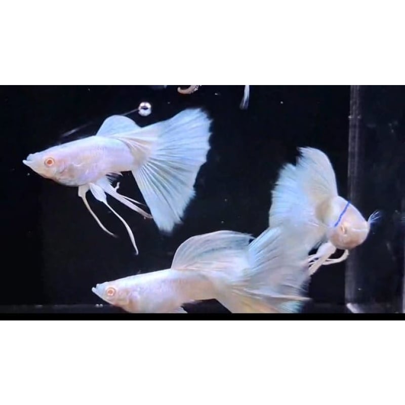Albino Full Platinum Pair Ribbon