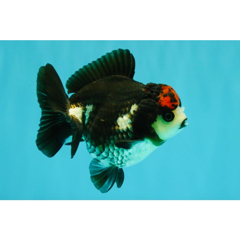 ADORABLE A Grade Tricolor Yuanbao Male 4.5 inches