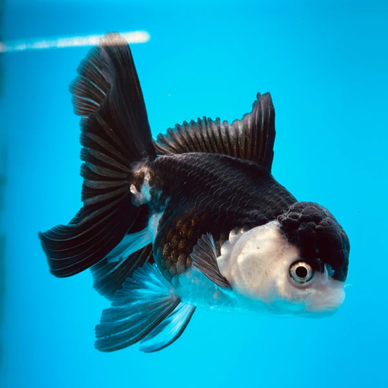 Fancy   Goldfish   Thai   Oranda   2"-4"   Body   Panda