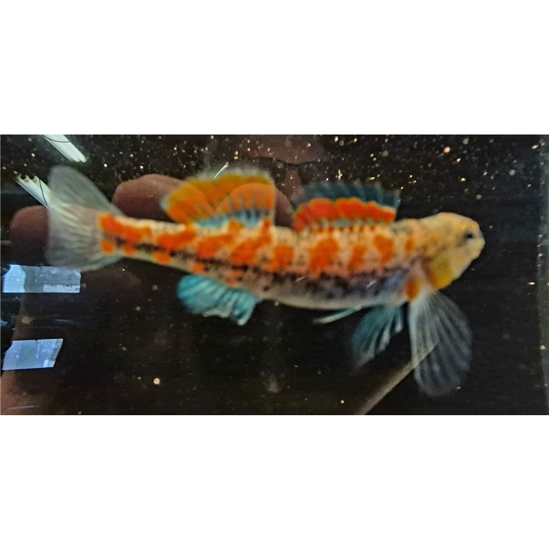 For sale are 6 Plains Orangethroat Darters