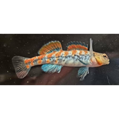 For sale are six Plains Orangethroat Darters