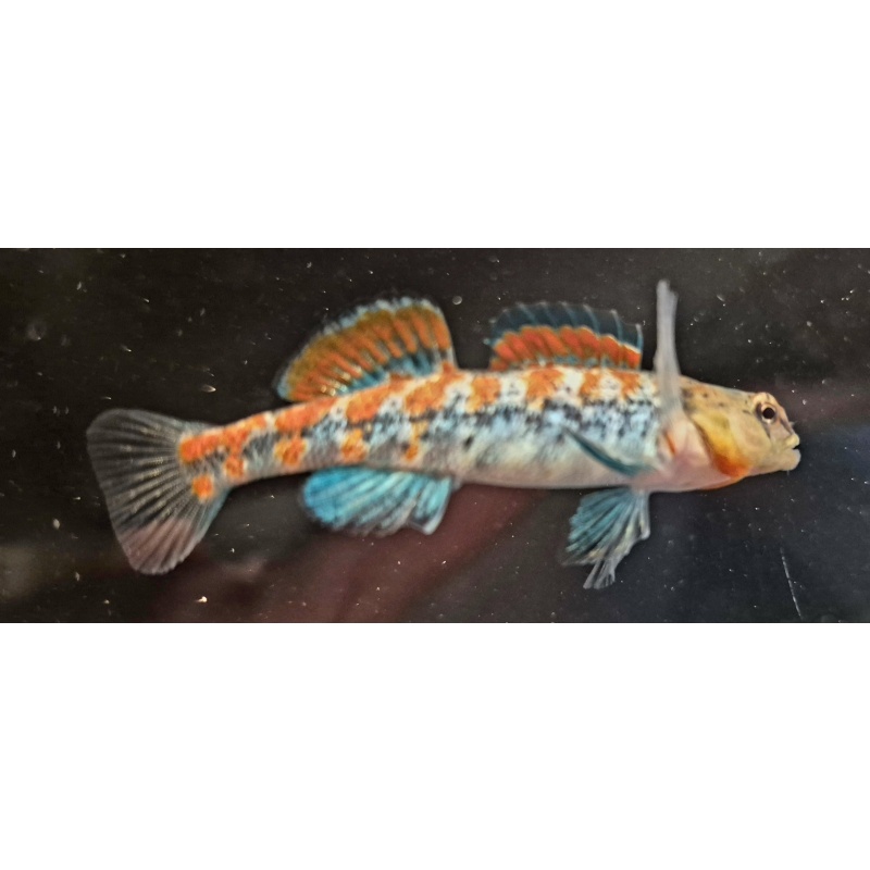 For sale are six Plains Orangethroat Darters