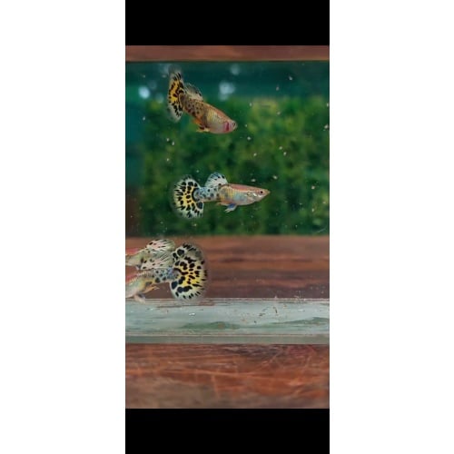 Leophard pair