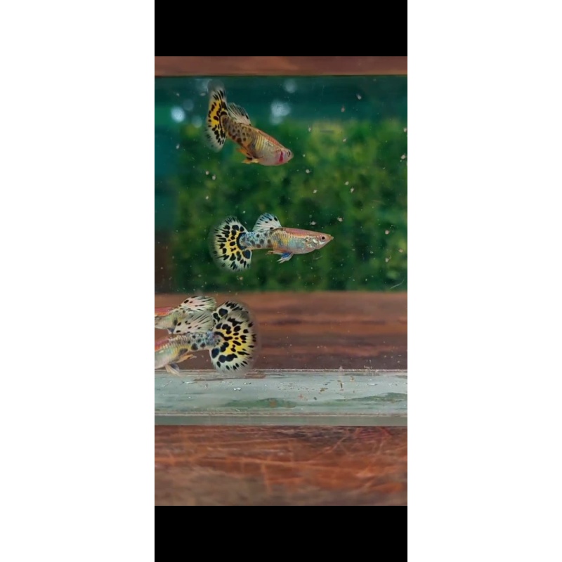 Leophard pair