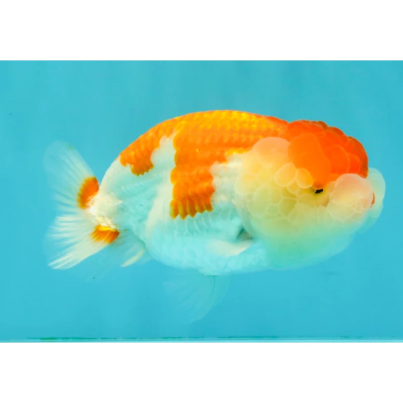 FLUFFY WEN A Grade Red White LionQueen Female 5 inches