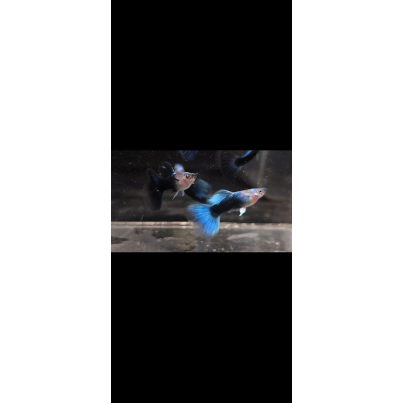 HB Blue pair