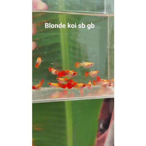 Blonde koi sb gb pair