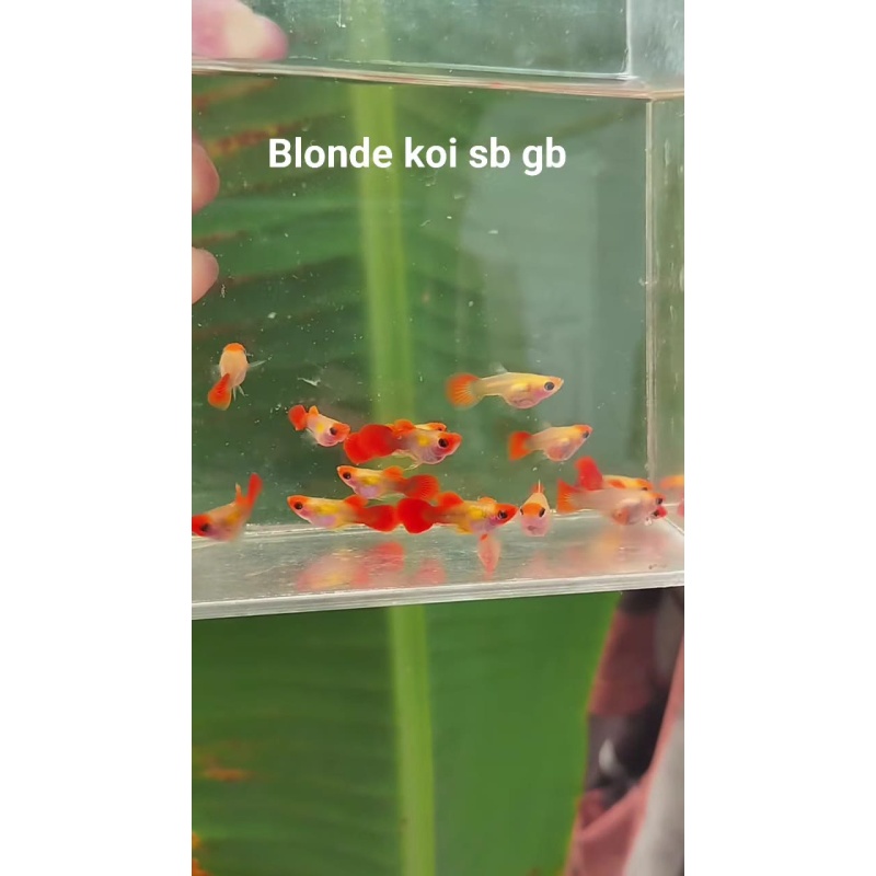 Blonde koi sb gb pair