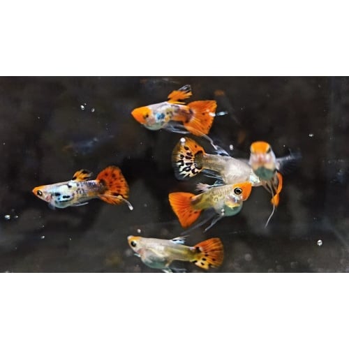 Galaxy koi ribon pair