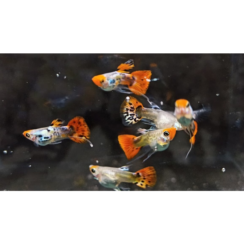 Galaxy koi ribon pair