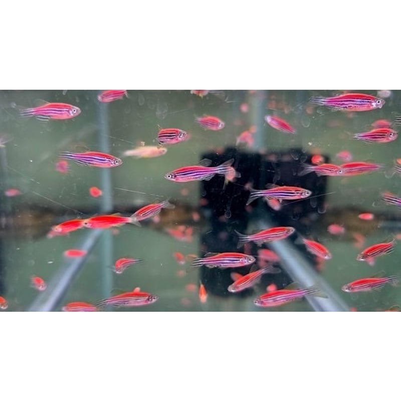 10 Red Zebra Danio's NO RESERVE! BREEDERS!