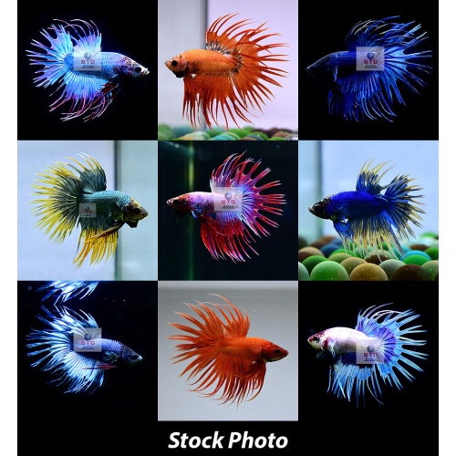 Fancy Male Crowntails Premium Grade from Thailand