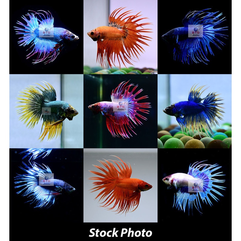 Fancy Male Crowntails Premium Grade from Thailand