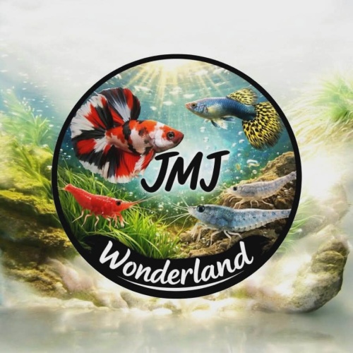 JMJ WonderLand