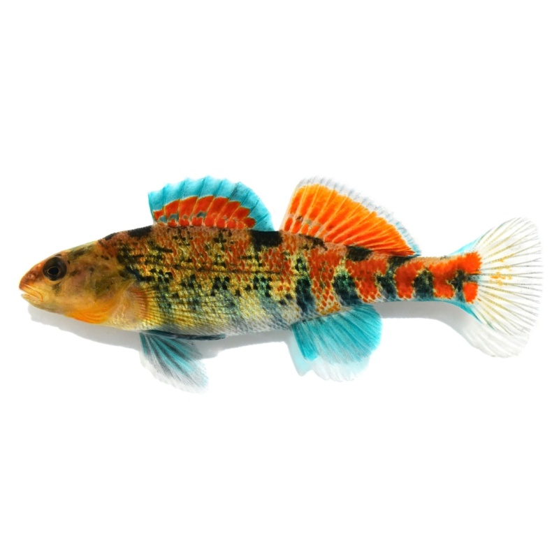 For sale 6 Plateau Orangethroat Darters
