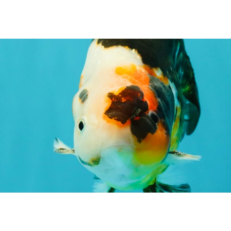 UNIQUE Tricolor Chinese Ranchu Male 6.5 inches
