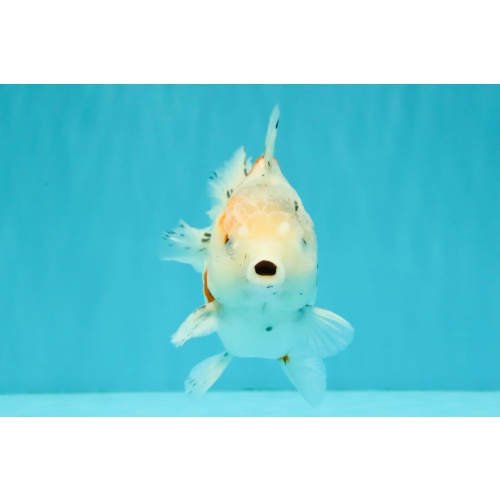Calico Yuanbao Male 5.5 inches