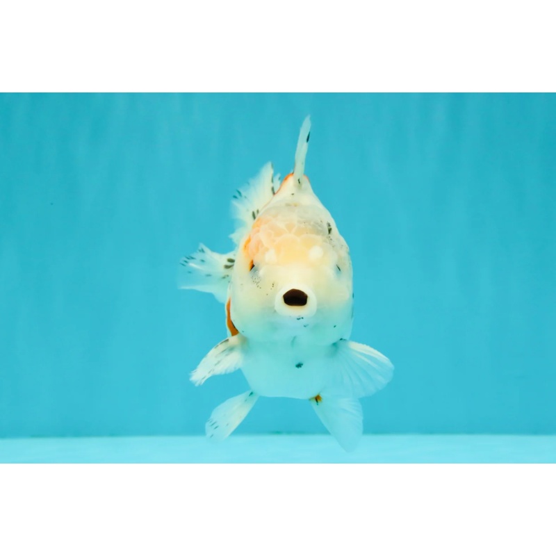 Calico Yuanbao Male 5.5 inches